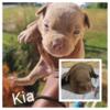 American Bully Puppies for Sale