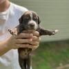 Will be ready in a couple weeks! Mixed breed. They have not been dewormed or had shots at the moment