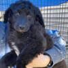 Aussie doodle female puppy black 