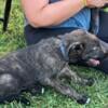 Irish wolfhound puppies