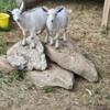 ADGA silver Nigerian goat bucks