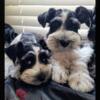 miniature schnauzer puppies