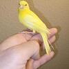 CANARIES-Birds