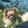 Purebred Chihuahua for sale, Ready Oct 21, 2024