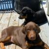 Beautiful Doberman pups for sale