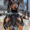European Import working line Standard Dachshunds
