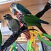 Hand-fed Turquoise Green Cheek Conure Babies & Bonded pairs