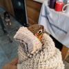 2 year old Yellow sided green cheek