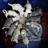 5week old American bully puppies forsale