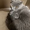 Adorable British shorthair