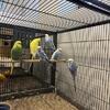 English Budgies Parakeet
