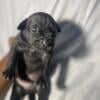 Merle xl puppies for sale