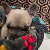 French bulldog in Johnson City 