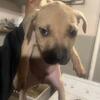 American pitbull terrier