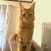 11 month old rare red Maine Coon female 