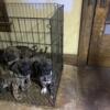 UKC paper work puppies for sale