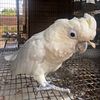 Rare Red Vented Cockatoo