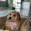 Toy poodle for sale Clayton nc