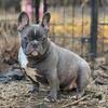 Mom and daughter frenchie