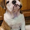 Female English Bulldog Puppy