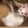 3 Devon Rex Kittens in Miami