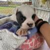 Old English bulldog puppy