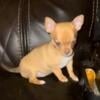 Chihuahua Female Puppies For Sale