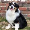 AKC and ASDR  Aussie Black Tri Male Stud Service