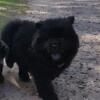 Black male chow chow