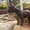 AKC French Bulldog Puppies