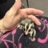 Two  Baby male sugar glider