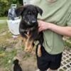 German shepherd puppies