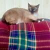 gorgoues siamese looking for home