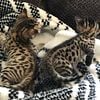 Selectively Bred SBT Savannah Kittens