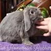 Pedigree Holland Lop Lilac Otter Buck