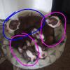 Boston terrier puppies