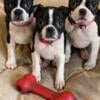 2 female 10 week old boston terrier puppies 