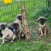 Male Daniff/Mastiff Puppies