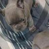 Frenchie puppies