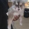 pomskies