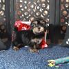 Gypsy Beautiful Shorkie
