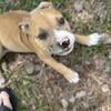 American Bully pups looking for forever homes