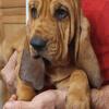 AKC Bloodhound Puppies.