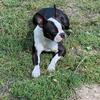 Akc female Winnie