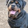 Akc Rottweiler for stud