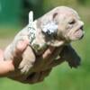 AKC English Bulldog puppies