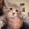 Maine coon kittens now ready for pickup