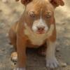 Red fawn American bully female puppy