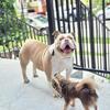 Olde English Bulldogge