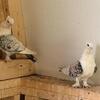 Pigeons